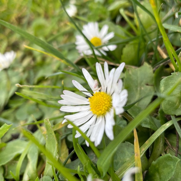 Meet your Posher, Damaris - Picture 1 of 1